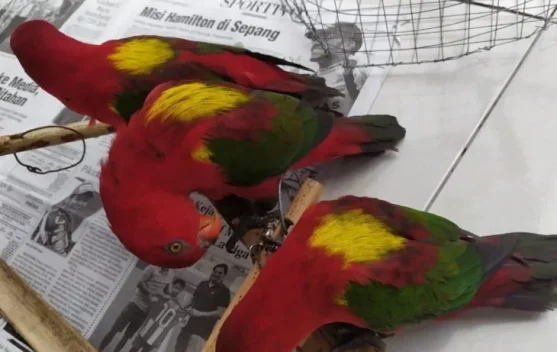 Dua ekor Burung Nuri Ceria diamankan petugas karantina Ternate pada April 2022 dalam upaya penyelamatan satwa liar oleh BKSDA Maluku.